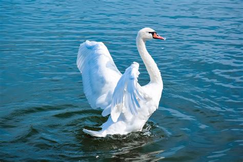 swan images hd|More.